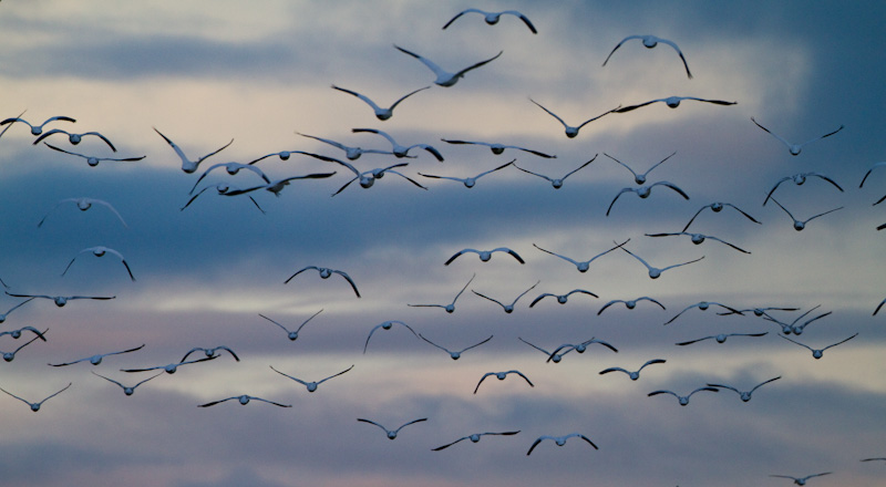 Snow Geese In Flight